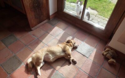 Bodenfliesen, Hund Katze