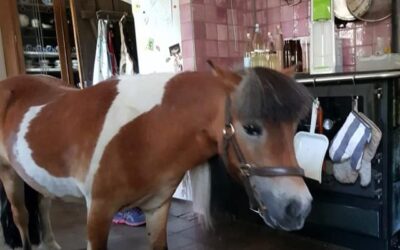 Wandfliesen handgeformt Bodenfliesen Pferd