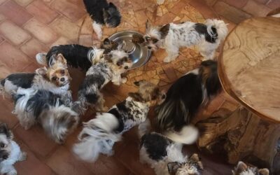 Küchenfliesen Hunde