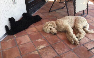 Art Blättermann 20x20 rot mix