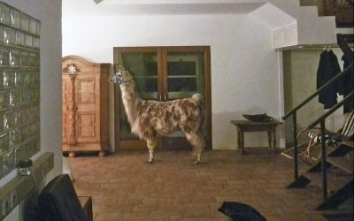 Bodenbelag Haustier Bodenfliesen