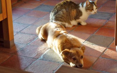 Bodenbelag Haustiere, Bodenfliesen